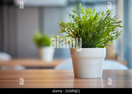 Pots de plantes vertes Pogonatherum paniceum dans le bureau sur la table. Arrière-plan flou avec espace pour le texte. Banque D'Images