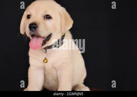 Mignon chiot Labrador isolé sur fond noir Banque D'Images