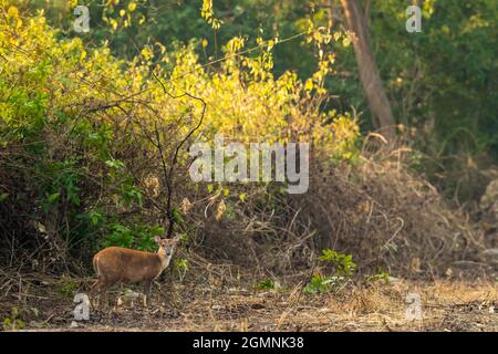 Cerfs aboyés ou muntjac ou muntjac indien ou muntjac rouge ou Muntiacus muntjak un antler lors d'un safari en plein air dans la jungle sauvage au jim corbett national Banque D'Images