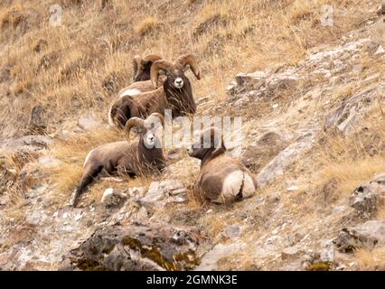 Troupeau de mouflons de Bighorn broutant dans le champ Banque D'Images