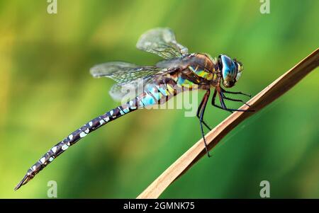 Dragonfly bleu et vert coloré sur l'herbe sur fond vert magnifique animal insecte Banque D'Images