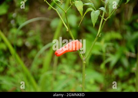 gros plan sur le mûr rouge froid avec des feuilles et des plantes poussant dans le jardin sur un fond vert brun hors foyer. Banque D'Images