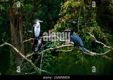 cormorans dans un arbre à une rivière Banque D'Images