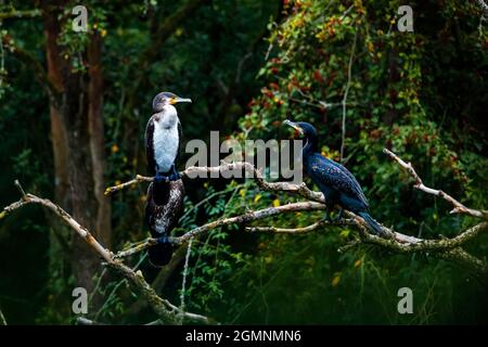cormorans dans un arbre à une rivière Banque D'Images