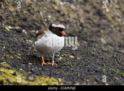 Shore Siffleur - Thinornis novaeseelandiae Banque D'Images