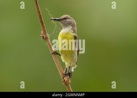 Sunbird pourpre rushed, Leptocoma zeylonica, Femme, Pune, Maharashtra, Inde Banque D'Images