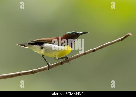 Sunbird à rumpe violette, Leptocoma zeylonica, homme, Pune, Maharashtra, Inde Banque D'Images