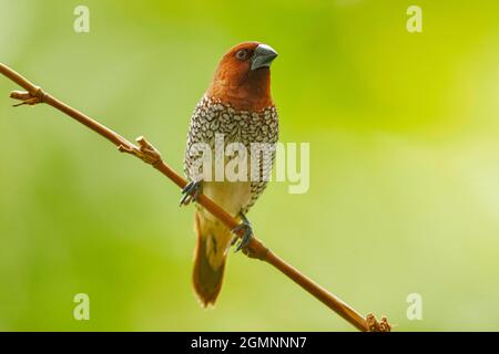 Munia à poitrine squameuse, Lonchura punctulata, Pune, Maharashtra, Inde Banque D'Images