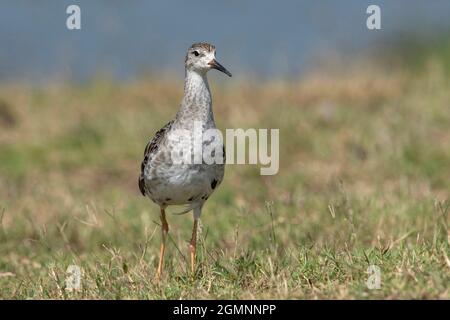 Ruff, Calidris pugnax, Bhigwan, Maharashtra, Inde Banque D'Images