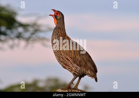 Swainsonfrankolin, l'espèce de soupir de Swainson, la francoline de Swainson, Pternistis swainsonii, Seronera,Parc national du Serengeti Banque D'Images