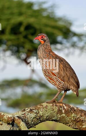 Swainsonfrankolin, l'espèce de soupir de Swainson, la francoline de Swainson, Pternistis swainsonii, Seronera,Parc national du Serengeti Banque D'Images