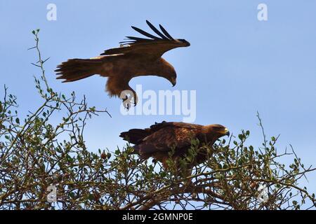 Steppenadler, aigle steppé, Aquila nipalensis, Seronera, Serengeti Nationalpark,Tansania, Ostafrika, tanzanie, afrique de l'est Banque D'Images