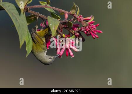 Sunbird à queue verte, Aethopyga nipalensis, Femme, Ryshop, Bengale occidental, Inde Banque D'Images