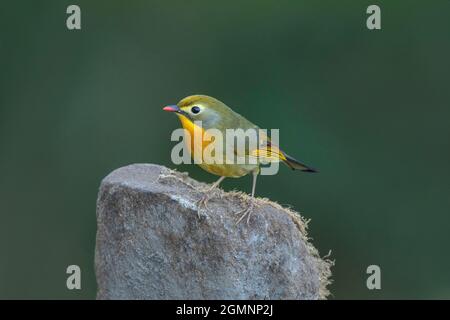 Leiothrix à bec rouge, Leiothrix lutea, Ryshop, Bengale occidental, Inde Banque D'Images