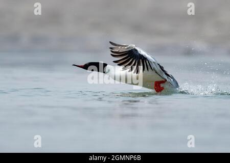 Merganser ou goosandre commun, Mergus merganser, mâle, Gajoldoba ou Gojaldoba, Bengale-Occidental, Inde Banque D'Images