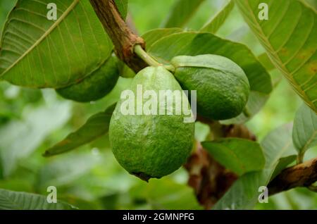 gros plan sur la paire de fruits mûrs de goyave verts qui poussent avec des feuilles et des branches dans la ferme sur fond vert-brun hors foyer. Banque D'Images