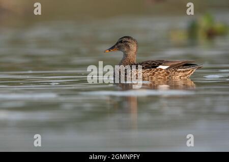 Canard de Gadwall, Mareca streppera, femelle, Gajoldoba ou Gojaldoba, Bengale occidental, Inde Banque D'Images