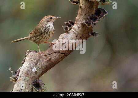 Babbler-Pellorneum ruficeps, Ghats de l'Ouest, Inde Banque D'Images