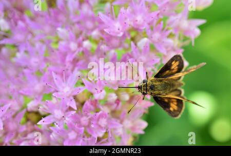 Image macro d'un papillon de l'hespérie de Peck à la recherche de nectar sur une plante de stonecrop de papillon. Banque D'Images