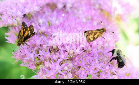 Image macro de deux papillons de l'hespérie de Peck avec une abeille commune de l'est sur une plante de stonecrop qui est également connue sous le nom de stonecrop de papillon. Banque D'Images