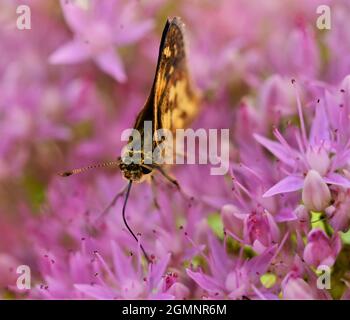 Image macro d'un papillon de skipper de Peck sur une plante de stonecrop qui appartient à la famille Sedum. Il est également connu sous le nom de papillon. Banque D'Images