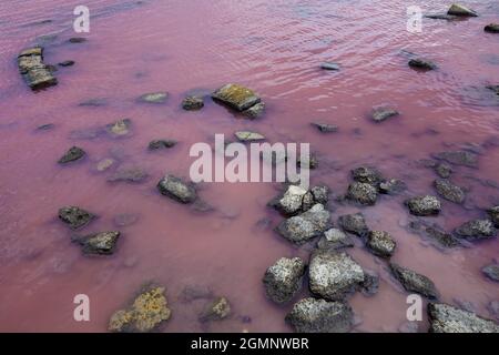 Eau rose saturée du lac de Saki, Crimée. Un dépôt de boue médicinale. Banque D'Images