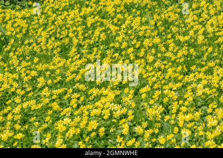 Masse de Chélidoine moindre jaune / Ranunculus ficaria Ficaria verna / à côté de la route. Coup plus large. Forme ampoule racine a donné lieu à de nom. Scrofulariacées Banque D'Images