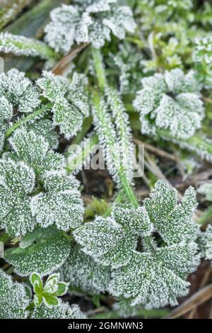 Des cristaux de glace se forment sur les cheveux de buttercup plante. Temps d'automne amer. Relations Frosty frosty, concept, le gel des feuilles couvertes de feuilles. Banque D'Images