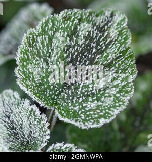 Gros plan de la feuille dépolie de la version variégée de l'Archange jaune en hiver. Banque D'Images