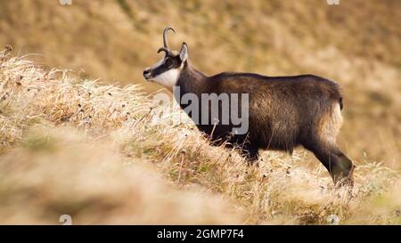 Tatra chamois avec un bois cassé debout sur un pré avec de l'herbe jaune sèche. Banque D'Images