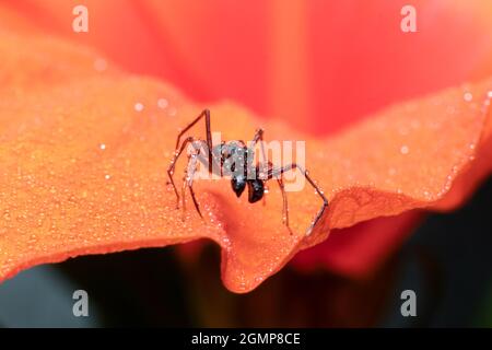 Belle araignée imitant masculin se trouve sur une fleur d'hibiscus orange Banque D'Images