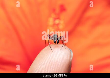 Magnifique Homme ant imitant l'araignée se trouve sur ma photo de doigt Banque D'Images