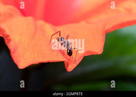 L'araignée imitant masculin se trouve sur une fleur d'hibiscus orange Banque D'Images