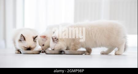 Ragdoll chats dans une pièce lumineuse Banque D'Images