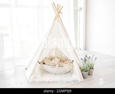 Décoration de cabane pour photoshoot d'animal de compagnie Banque D'Images