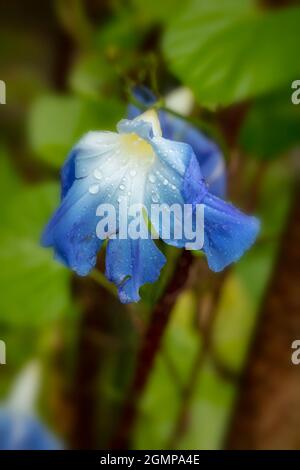 Ipomoea tricolor 'Heavenly Blue', Morning Glory 'Heavenly Blue', Mexico Morning Glory fleurs en semi-gros plan, portrait naturel de plantes Banque D'Images