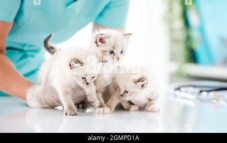 Chatons de Ragdoll à la clinique veterinerienne Banque D'Images