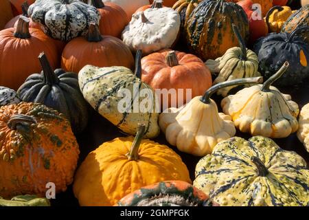 Variété de citrouilles différentes en automne proche uo plein cadre comme arrière-plan Banque D'Images