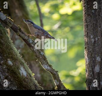 Un nuthatch se trouve sur un arbre au printemps à neunkirchen, copyspace Banque D'Images