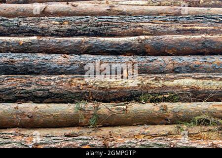 Troncs d'arbre avec écorce sur un tas. Les bûches de bois se trouvent l'une sur l'autre. Banque D'Images