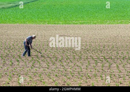 Le vieil homme ne travaille sur le terrain qu'avec une houe et une force physique dans un champ sec Banque D'Images