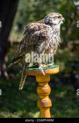 Le Falcon Saker (Cerrug Falco), est situé sur un stand dans le jardin Banque D'Images