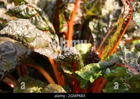 Variété Swiss Chard Red Magic Banque D'Images