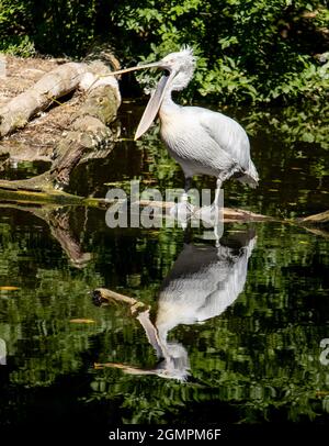 Le pélican dalmatien (Pelecanus crispus) debout sur un tronc d'arbre dans l'eau avec son miroir. Banque D'Images