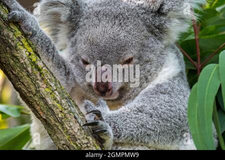 Koala (Phascolarctos cinereus) dormant dans un arbre, marsupial originaire d'Australie Banque D'Images