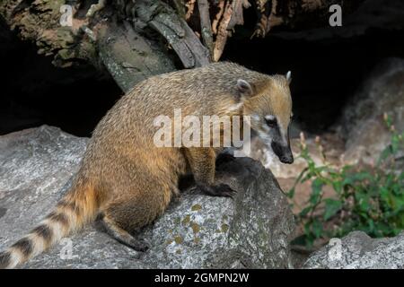 Coati sud-américain / Coati à queue annulaire (Nasua nasua) indigène aux forêts tropicales de l'Amérique du Sud Banque D'Images