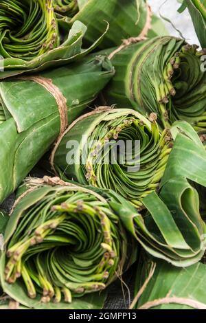 Gros plan de liasses de feuilles de bétel en vente sur le marché local à Oinlasi vilage, Timor occidental, Indonésie Banque D'Images