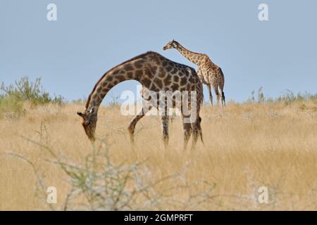 Deux girafes angolaises (Giraffa camelopardalis) qui broutent dans le parc national d'Etosha, en Namibie. Banque D'Images