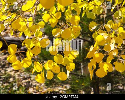 Lumière et ombres sur les feuilles jaunes d'automne d'un peuplier faux-tremble Populus tremuloides Banque D'Images