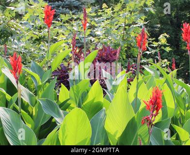 Cannas et Jew Fleuriste Banque D'Images